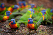 © Designpics - Rainbow lorikeets (Trichoglossus haematodus); Loganholme, Queensland, Australia