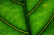 © Designpics - Extreme close-up detail of leaf venation