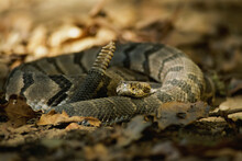 Timber Rattler (Crotalus Horridus Horridus) In Defensive Pose Shakes Its Tail In Warning; Bartlesville, Oklahoma, United States Of America