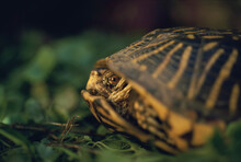 Nervous Ornate Box Turtle (Terrapene Ornata) Retreats Into Its Shell; Flint Hills, Kansas, United States Of America