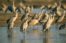 Sandhill Cranes (Antigone Canadensis) Roosting On The Platte River, Lillian Annette Rowe Bird Sanctuary, Gibbon, Nebraska, USA; Nebraska, United States Of America