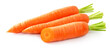 Fresh carrot isolated. Two whole carrots and half of carrot on white background.