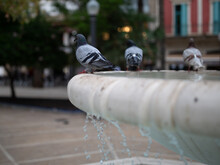 City Pigeons Bathe In A Fountain