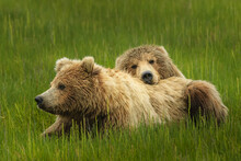 Close-up portrait of two brown bears (Ursus arctos horribilis) relaxing in the grass at Silver Salmon Creek; Alaska, United States of America