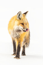 Red Fox (Vulpes Vulpes) In The Snow With Tongue Licking Lips, Looking Alert And Watchful; United States Of America