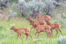Group Of Young Elk Calves (Cervus Canadensis) Walking Through Sagebrush In A Grass Meadow; Yellowstone National Park, United States Of America