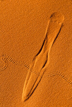 Close-up Of Beetle And Mouse Tracks In The Red Sand In The Coral Pink Sand Dunes State Park Near The Town Of Kanab In Kane County; Utah, United States Of America