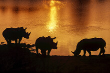 Silhouetted White Rhinos At The Water's Edge At Sunset.