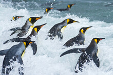 King Penguins Head Into The Surf.