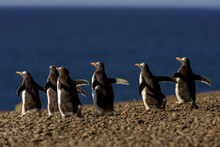 Gentoo Penguins, Pygoscelis Papua, Walking Along A Pebbly Beach.