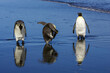 © Designpics - King penguins, Aptenodytes patagonica, and reflections at water's edge
