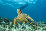 Fototapeta  - Hawksbill sea turtle on the reef