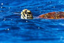 A Green Sea Turtle Swims With His Head Above Bright Blue Water.