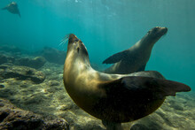 Galapagos Sea Lions Swimming Underwater.