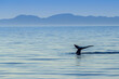 © Designpics - The world's largest animal, a blue whale raises its fluke out of the water.