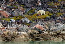 A Polar Bear (Ursus Maritimus) Feeding On A Seal Kill.