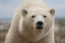 Polar Bear (Ursus Maritimus) In The Wild, Close-up Looking Into The Camera, Northern Canada, Near Churchill, Manitoba; Churchill, Manitoba, Canada
