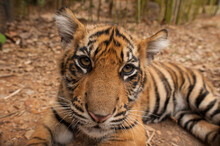 Close-up Portrait Of The Critically-endangered Sumatran Tiger Cub (Panthera Tigris Sumatrae) Lying On The Ground; Atlanta, Georgia, United States Of America