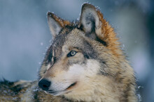 Close-up Portrait Of A Gray Wolf (Canis Lupus) In A Snowfall With Snowflakes On It's Fur; Ely, Minnesota, United States Of America
