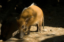 Red River Hog (Potamochoerus Porcus) In It's Enclosure At A Zoo; Omaha, Nebraska, United States Of America