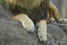 Close-up Of An African Lion's Paws (Panthera Leo) While Resting On A Rock In Its Enclosure In A Zoo; Wichita, Kansas, United States Of America