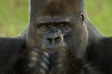 Close-up Portrait Of A Western Lowland Gorilla (Gorilla Gorilla Gorilla) In A Zoo; Wichita, Kansas, United States Of America
