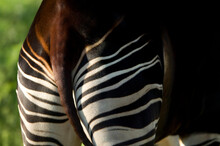Close-up Of The Hind Of An Okapi (Okapia Johnstoni) In A Zoo; Wichita, Kansas, United States Of America