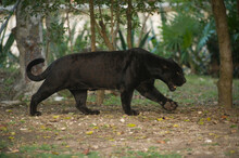 Captive Black Jaguar (Panthera Onca) Roaming In An Outdoor Enclosure; Xcaret, Mexico