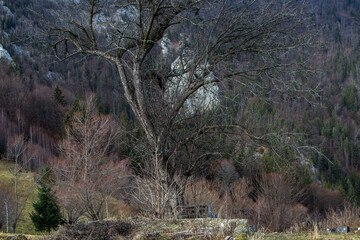 Wall Mural - Pure nature in Romania