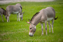 Critically Endangered Somali Wild Ass (Equus Africanus Somaliensis) At White Oak Conservation Center, Florida, USA; Yulee, Florida, United States Of America