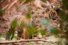 Two Critically-endangered Sumatran Tiger (Panthera Tigris Sumatrae) Cubs In A Zoo; Atlanta, Georgia, United States Of America