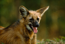 Maned Wolf (Chrysocyon Brachyurus) Detects Prey In Tall Grass With Its Ultrasensitive Ears; Pantanal, Brazil