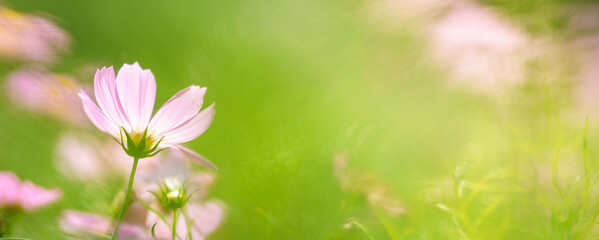 Closeup of pink Cosmos flower with yellow pollen under sunlight with copy space using as background natural plants landscape, ecology wallpaper cover page concept.