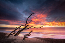 A Dead Tree Looking Like Its Throwing Fire On Benacre Beach At Sunrise.
