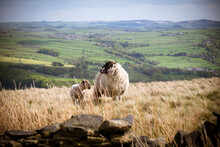 A Lamb With Mother On A Hill Top In The Peak District.