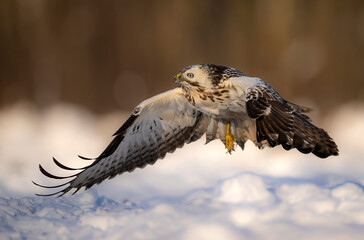 Poster - Common buzzard bird ( Buteo buteo )