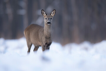 Wall Mural - roe deer female ( capreolus capreolus )