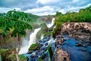 Wall Mural - nature, river and plants around Iguazu Falls