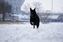 German Shepherd Black Dog In Snow