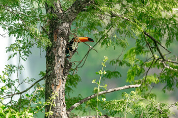 toucan on a tree branch in the amazon forest