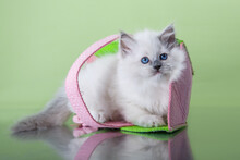 Ragdoll Kitten On A Green Background In A Basket. Cat Portrait In Photo Studio