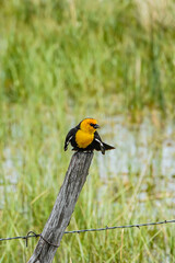 Wall Mural - yellow headed blackbird on a fence post in the water