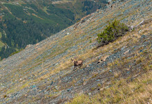 A Lonely Chamois Stands Alone In A Scree Field