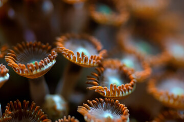 Underwater photo - orange flower like soft corals, Zoanthus species, emitting light under UV bulb, abstract marine background, shallow depth of field photo only few tentacles in focus