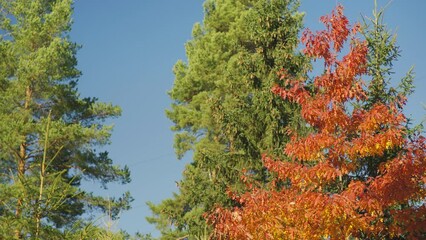 Poster - Autumn tree tops against clear blue sky, bright orange red leaves moving in slow wind, and green coniferous at background