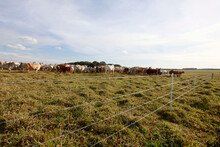 New Barbed Wire Fence In Farm With Cattle In Background. Brazil