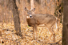 Uvenile White Tail Deer, A Young Male,  Antlers Only Just Beginning To Show Themselves, A Mere Three Points Of Spindly Horn. Leaves Coat The Forest Floor In Late Fall