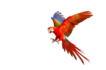 Colorful flying parrot isolated on transparent background png file