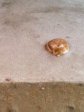 A Ginger Cat Sleeping On The Ground