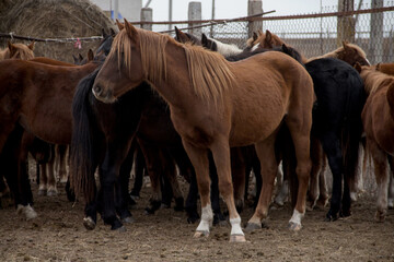 A herd of wild horses in a paddock in western Kazakhstan. A bay horse with a long mane among other horses on a cloudy day.